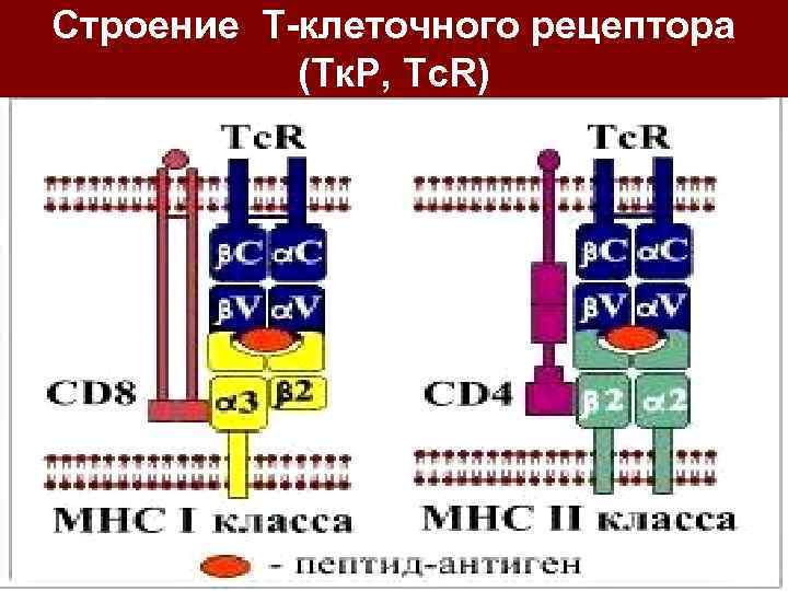 Строение Т-клеточного рецептора (Тк. Р, Tc. R) 