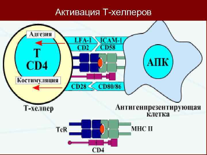 Активация Т-хелперов 