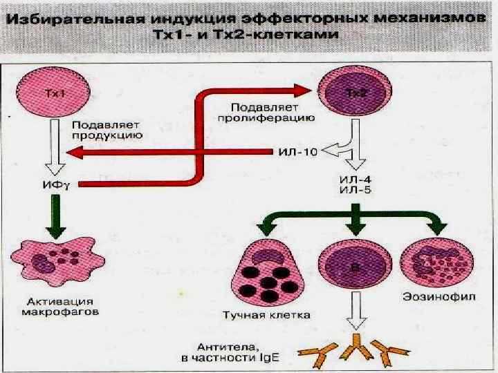 Какой класс схемы кроветворения содержит унипотентные клетки