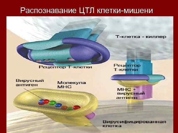 Распознавание ЦТЛ клетки-мишени 