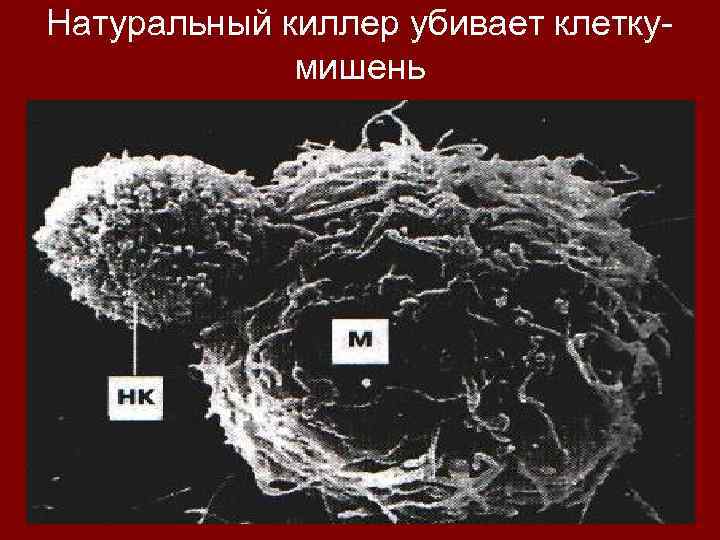 Натуральный киллер убивает клеткумишень 