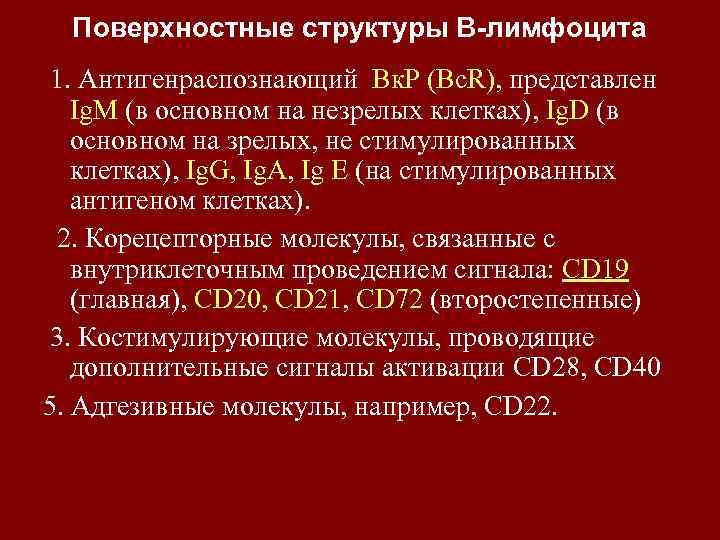 Поверхностные структуры В-лимфоцита 1. Антигенраспознающий Вк. Р (Bc. R), представлен Ig. M (в основном