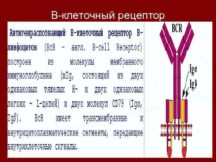 В-клеточный рецептор 