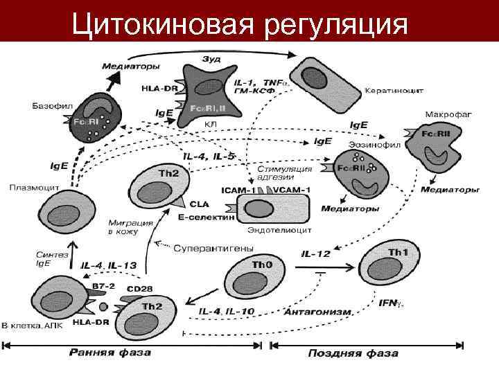 Цитокиновая регуляция 