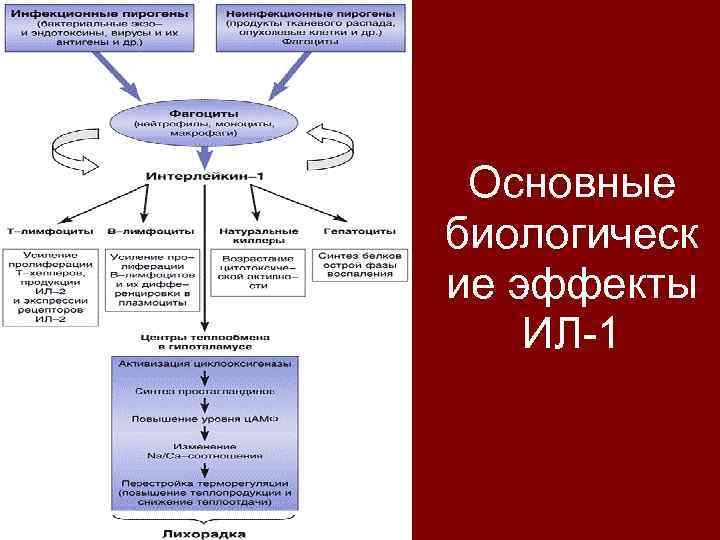 Основные биологическ ие эффекты ИЛ-1 