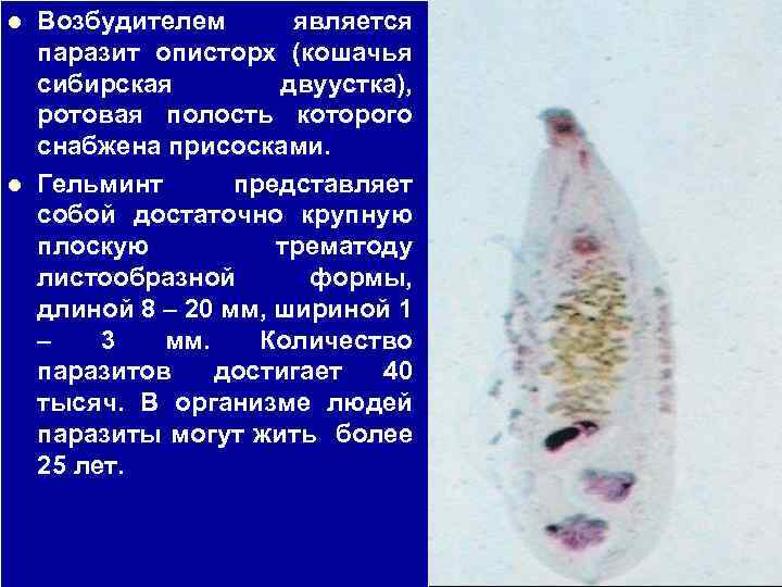 l l Возбудителем является паразит описторх (кошачья сибирская двуустка), ротовая полость которого снабжена присосками.