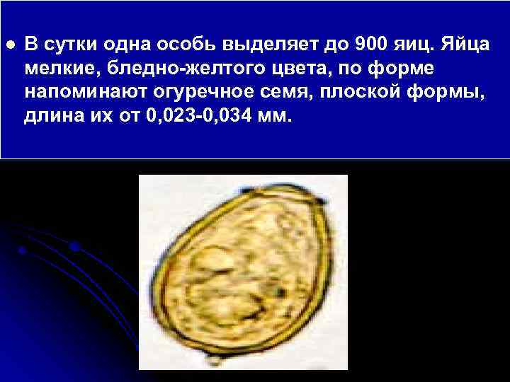 l В сутки одна особь выделяет до 900 яиц. Яйца мелкие, бледно-желтого цвета, по