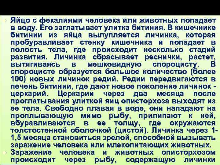 l l Яйцо с фекалиями человека или животных попадает в воду. Его заглатывает улитка