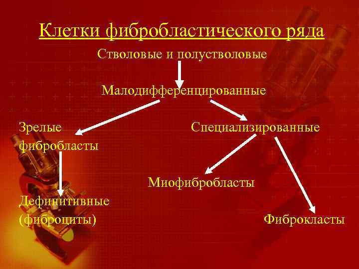 Клетки фибробластического ряда Стволовые и полустволовые Малодифференцированные Зрелые фибробласты Специализированные Миофибробласты Дефинитивные (фиброциты) Фиброкласты