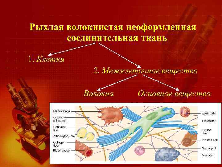 Рыхлая волокнистая неоформленная соединительная ткань 1. Клетки 2. Межклеточное вещество Волокна Основное вещество 