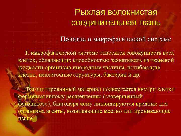 Рыхлая волокнистая соединительная ткань Понятие о макрофагической системе К макрофагической системе относятся совокупность всех