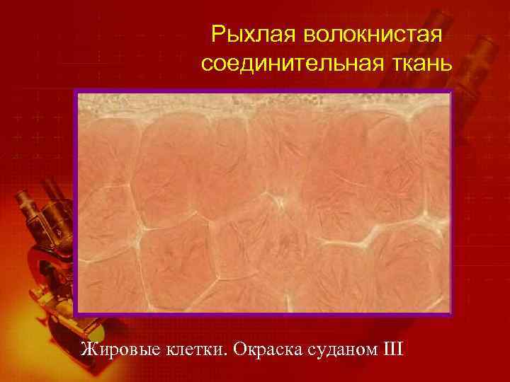 Рыхлая волокнистая соединительная ткань Жировые клетки. Окраска суданом III 