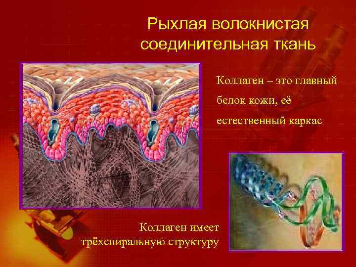 Рыхлая волокнистая соединительная ткань Коллаген – это главный белок кожи, её естественный каркас Коллаген