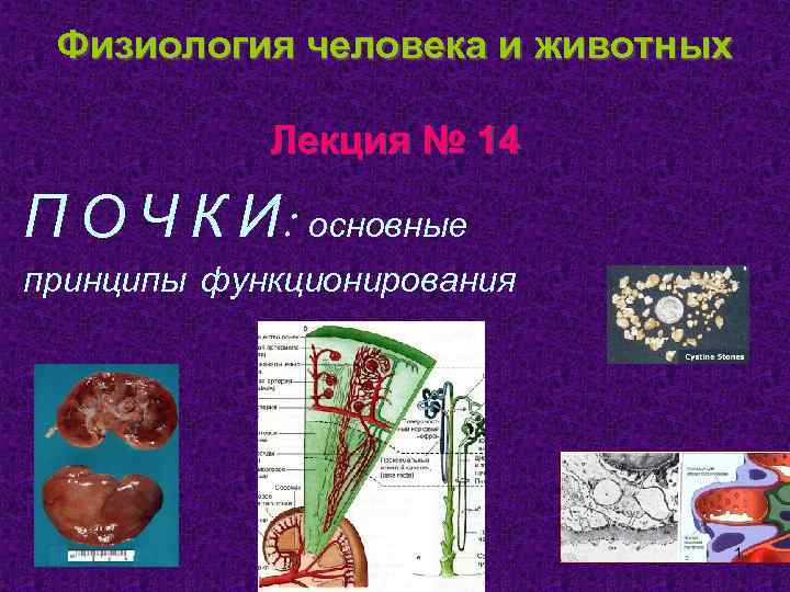 Физиология человека и животных Лекция № 14 П О Ч К И: основные принципы