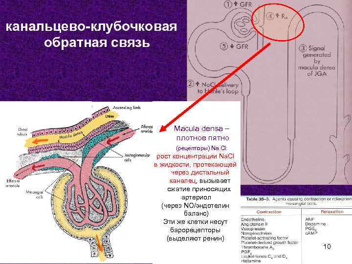 канальцево-клубочковая обратная связь Macula densa – плотное пятно (рецепторы) Na Cl: рост концентрации Na.