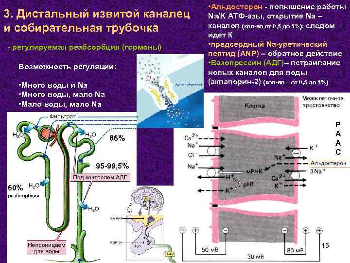 3. Дистальный извитой каналец и собирательная трубочка - регулируемая реабсорбция (гормоны) Возможность регуляции: •