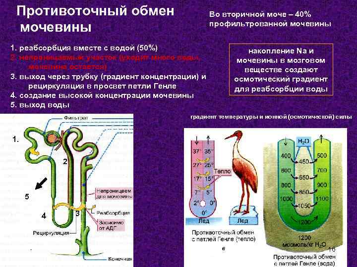 Противоточный обмен мочевины Во вторичной моче – 40% профильтрованной мочевины 1. реабсорбция вместе с