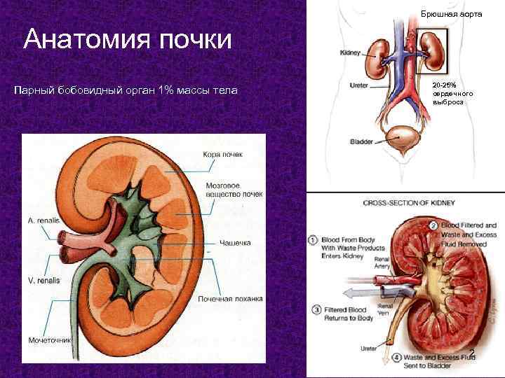 Брюшная аорта Анатомия почки Парный бобовидный орган 1% массы тела 20 -25% сердечного выброса