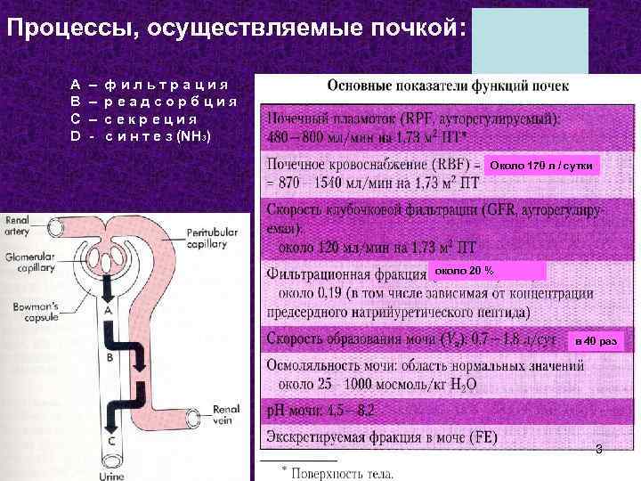 Процессы, осуществляемые почкой: А В С D – – – - фильтрация реадсорбция секреция