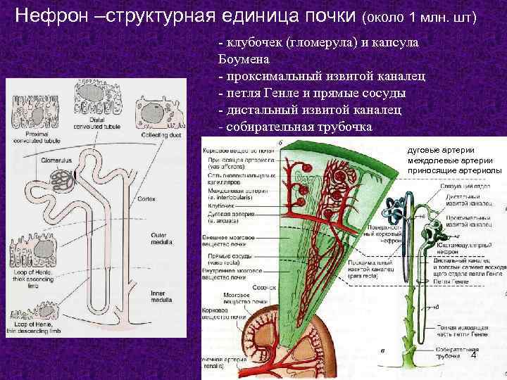 Нефрон –структурная единица почки (около 1 млн. шт) - клубочек (гломерула) и капсула Боумена