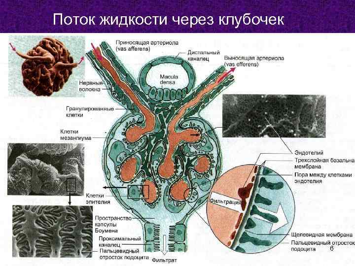 Поток жидкости через клубочек 6 