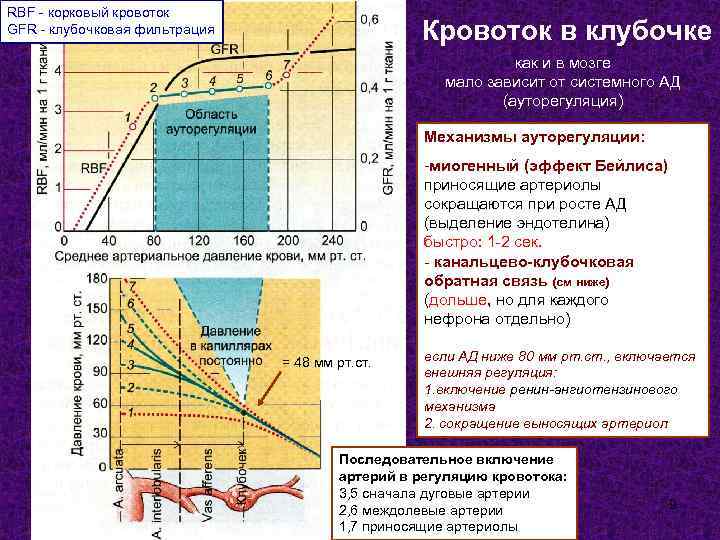 RBF - корковый кровоток GFR - клубочковая фильтрация Кровоток в клубочке как и в