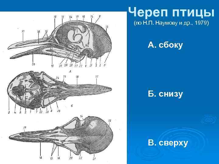 Череп птицы (по Н. П. Наумову и др. , 1979) А. сбоку Б. снизу