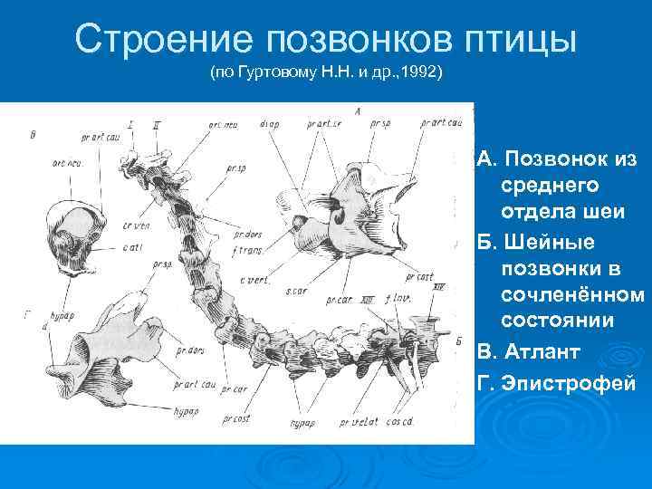 Строение позвонков птицы (по Гуртовому Н. Н. и др. , 1992) А. Позвонок из