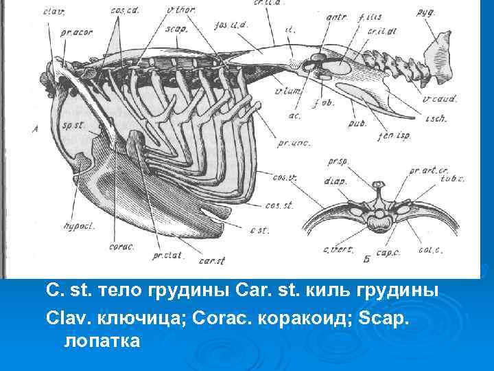 Пояса птиц. Грудная кость у птиц киль. Киль грудной кости у птицы. Плечевой пояс птиц. Тазовый пояс птиц.