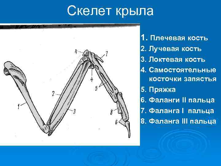 Скелет крыла 1. Плечевая кость 2. Лучевая кость 3. Локтевая кость 4. Самостоятельные косточки