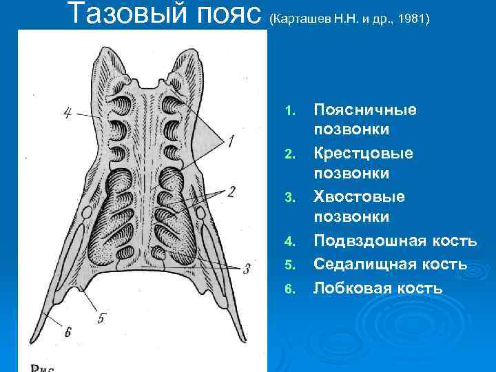 Пояса птиц. Тазовый пояс птицы строение. Тазовые кости птиц. Строение сложного крестца птицы. Таз птицы строение.