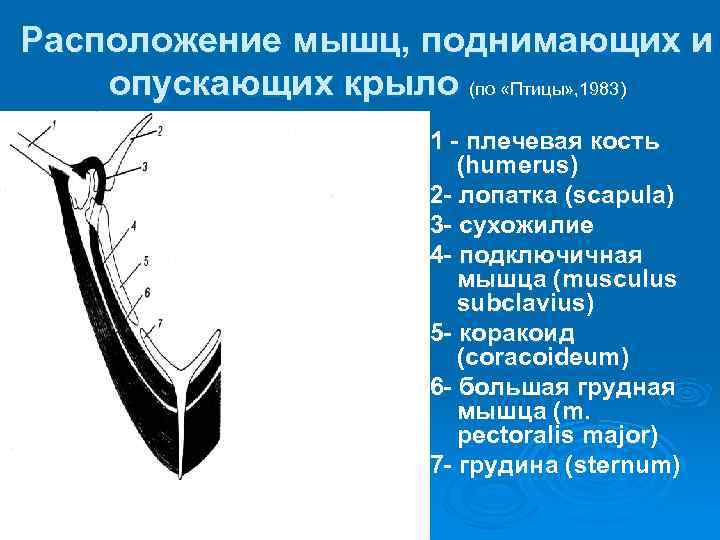 Расположение мышц, поднимающих и опускающих крыло (по «Птицы» , 1983) 1 - плечевая кость