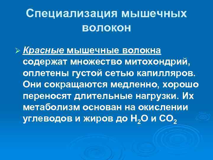 Специализация мышечных волокон Ø Красные мышечные волокна содержат множество митохондрий, оплетены густой сетью капилляров.