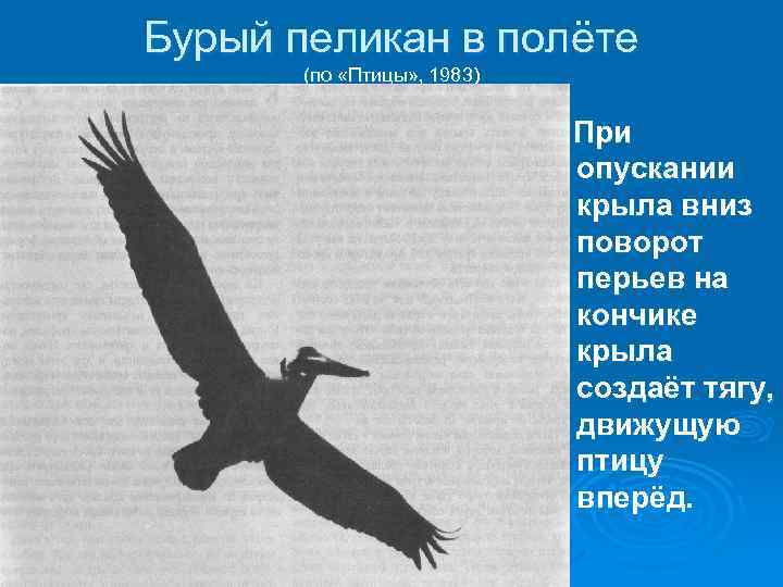 Бурый пеликан в полёте (по «Птицы» , 1983) При опускании крыла вниз поворот перьев