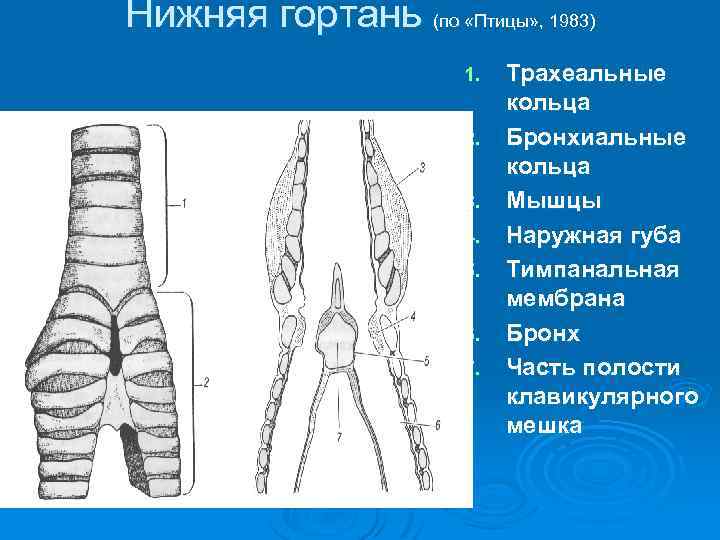 Нижняя гортань (по «Птицы» , 1983) 1. 2. 3. 4. 5. 6. 7. Трахеальные