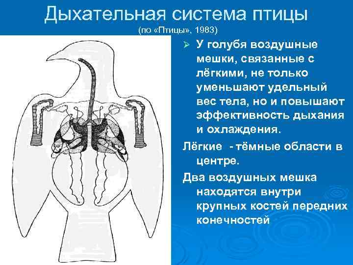 Дыхательная система птицы (по «Птицы» , 1983) У голубя воздушные мешки, связанные с лёгкими,