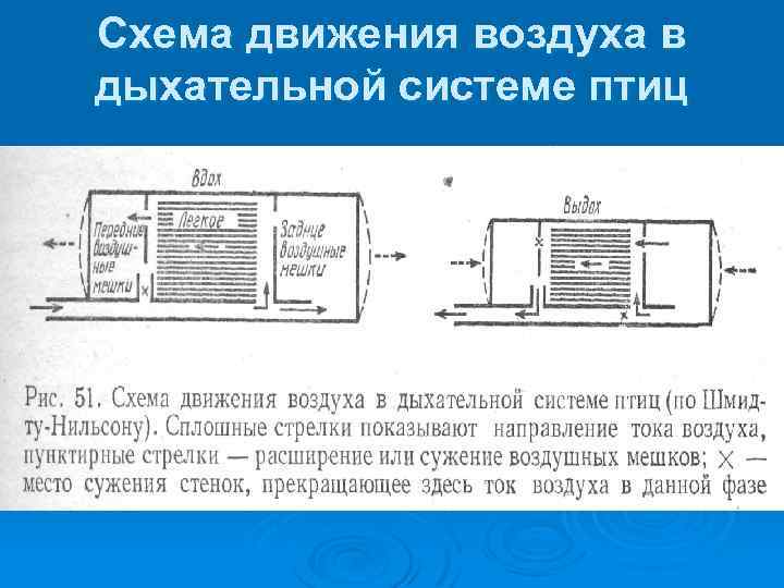 Схема движения воздуха в дыхательной системе птиц 