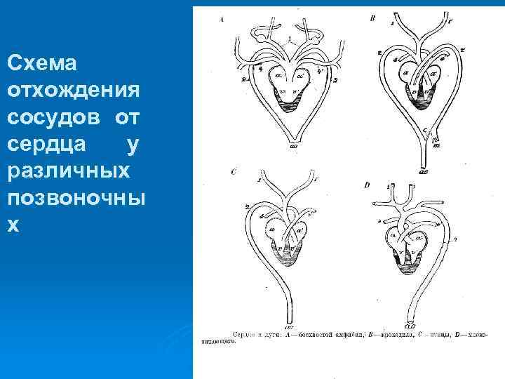 Схема отхождения сосудов от сердца у различных позвоночны х 