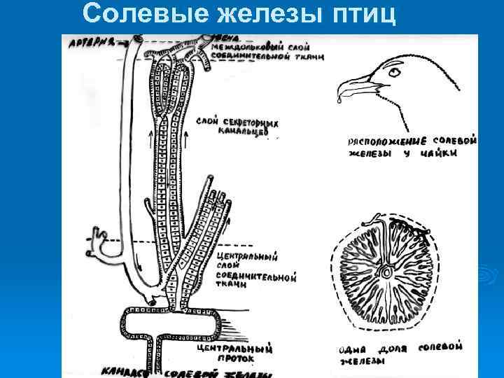 Солевые железы птиц 