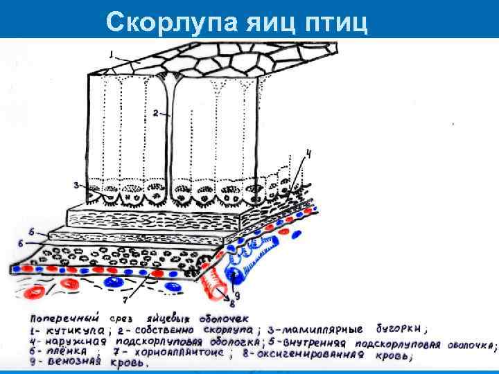 Скорлупа яиц птиц 