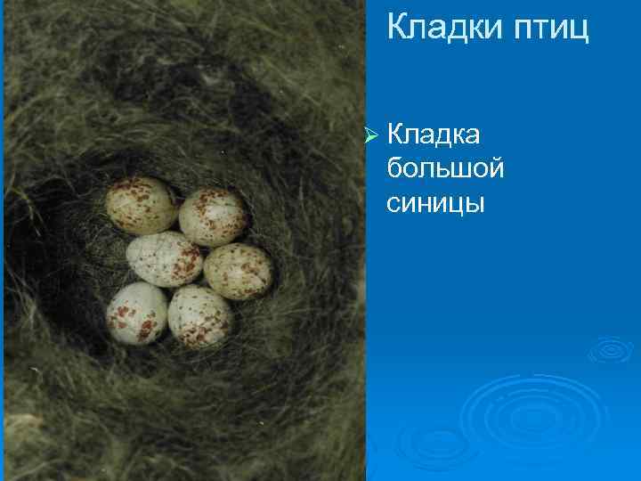 Кладки птиц Ø Кладка большой синицы 