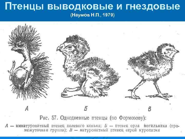 Какой тип развития характерен для глухаря изображенного на рисунке