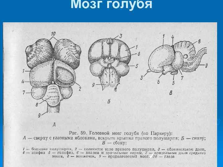 Мозг голубя 