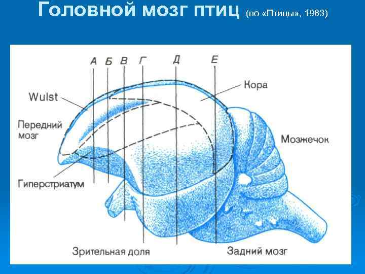 Головной мозг птиц (по «Птицы» , 1983) 