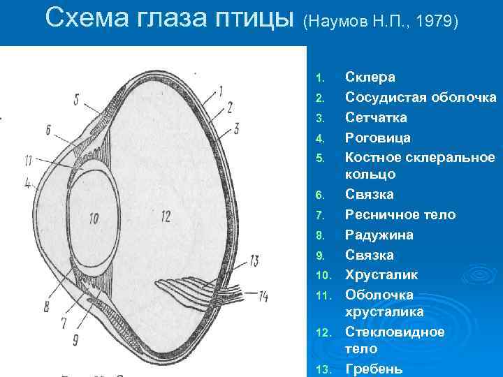 Схема глаза птицы (Наумов Н. П. , 1979) 1. 2. 3. 4. 5. 6.