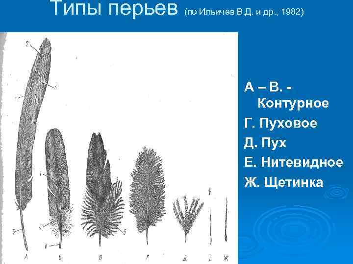 Типы перьев (по Ильичев В. Д. и др. , 1982) А – В. Контурное