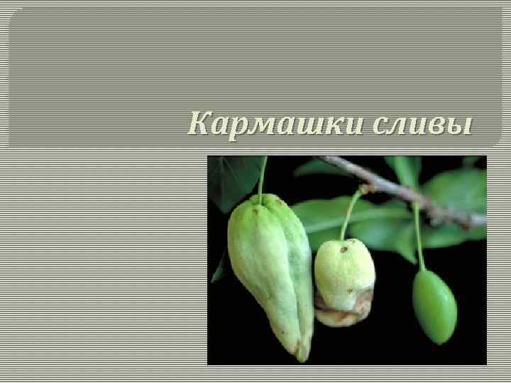 Кармашки сливы 