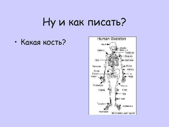 Ну и как писать? • Какая кость? 