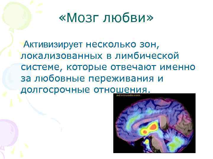  «Мозг любви» Активизирует несколько зон, локализованных в лимбической системе, которые отвечают именно за