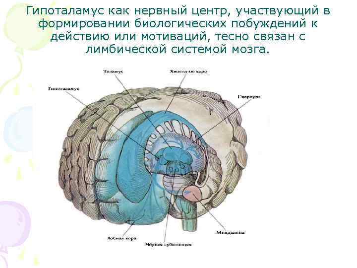 Гипоталамус как нервный центр, участвующий в формировании биологических побуждений к действию или мотиваций, тесно